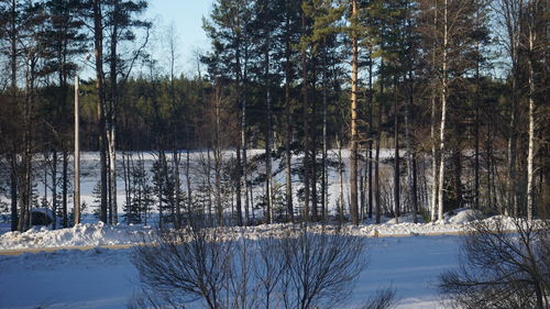 Trees in forest during winter