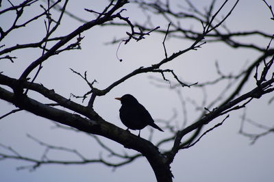 Low angle view of bare tree against sky