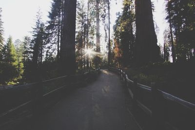 Trees in forest against sky