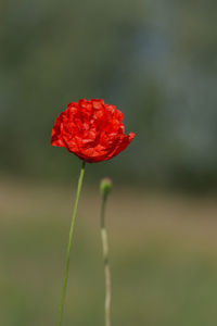 Close-up of red flowers