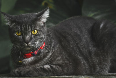 Close-up portrait of black cat relaxing outdoors