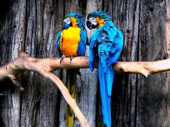 View of parrot perching on tree trunk