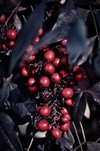 Close-up of cherries on tree