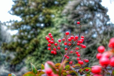 Close-up of red flowers