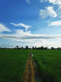 Scenic view of agricultural field against sky