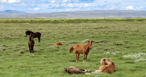 Landscape with herd of iceland horses grazing and resting on a wild meadow