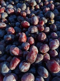 Close-up of blueberries