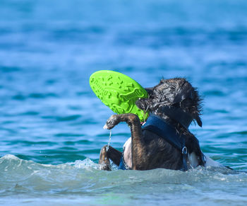 Close-up of a dog swimming in sea with a frisbee 