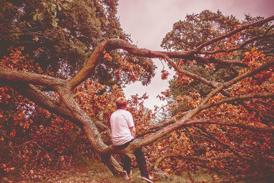 Full length rear view of boy sitting on fallen tree in forest during autumn