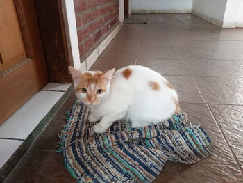 High angle view portrait of cat at home