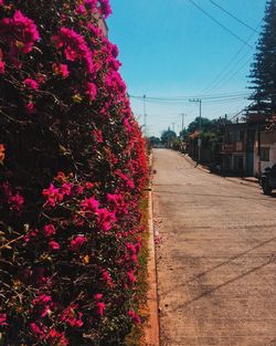 Flowers on sand against sky