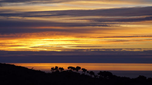 Silhouette of trees against dramatic sky