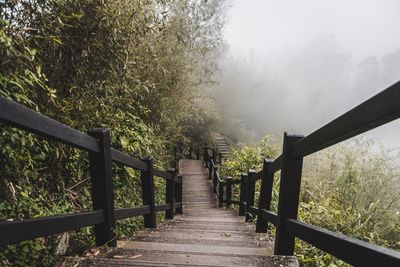 Footbridge amidst trees