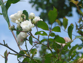 Close-up of white rose blooming on tree