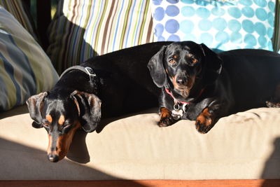 Two dachshund dogs resting on sofa