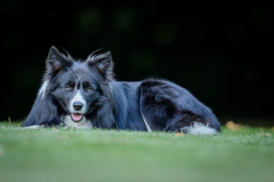 Portrait of dog lying on grassy field