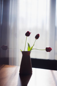 Close-up of roses in vase on table