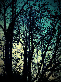 Low angle view of silhouette tree against sky