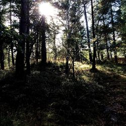 Sun shining through trees in forest