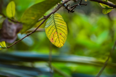 Close-up of leaf