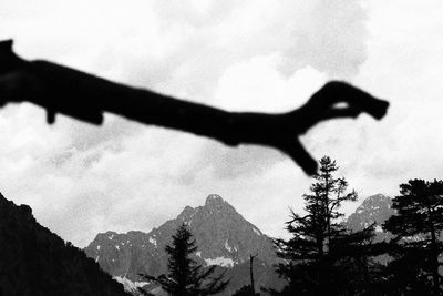 Low angle view of silhouette tree against sky