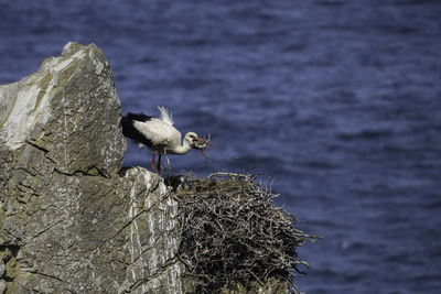 Stork  perching on rock