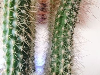 Close-up of cactus