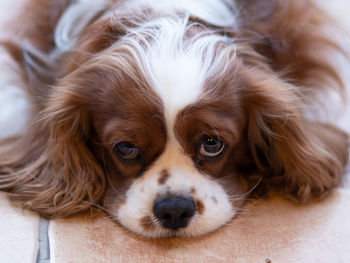 Close-up portrait of a dog