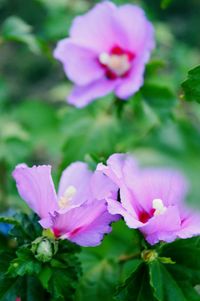Close-up of pink flowers blooming outdoors