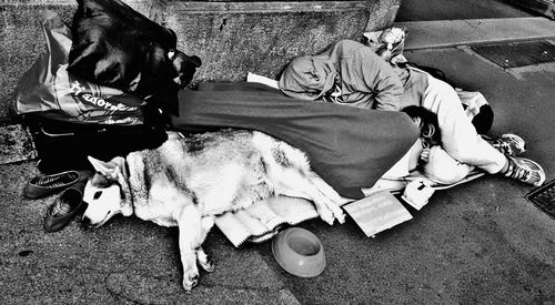 Dog sleeping on sidewalk