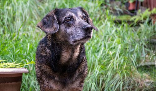 Dog looking away on field