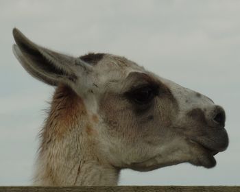 Close-up of a horse looking away