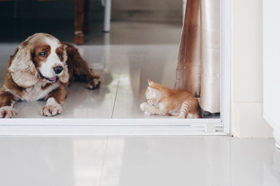 High angle view of dog and kitten at home