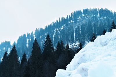 Trees against clear sky during winter