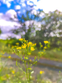 Close-up of yellow flowering plant on field