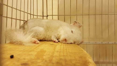 Close-up of sheep in cage