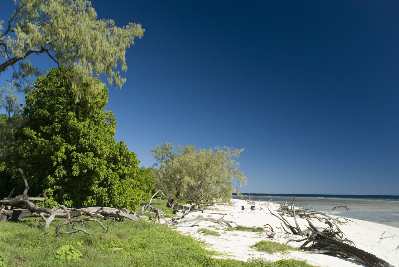 TREES ON BEACH AGAINST CLEAR BLUE SKY