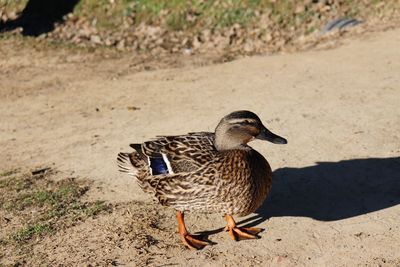 View of mallard duck