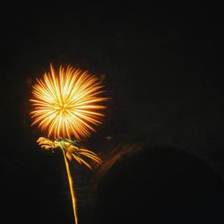 Close-up of fireworks against sky at night