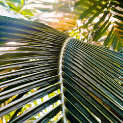 Close-up of palm leaves