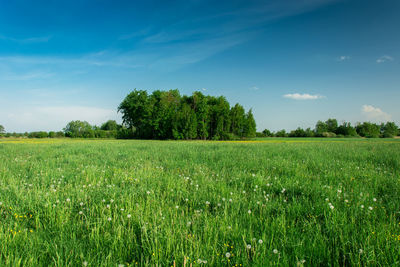 Small forest behind a green field and blue sky