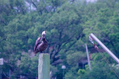 Close-up of bird perching on wooden post