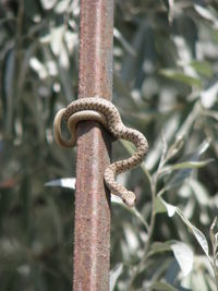 Low angle view of snake on metallic rod