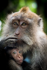 Close-up portrait of two gorilla outdoors