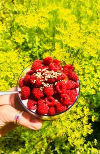 View of hand holding strawberries