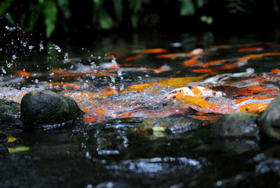 Close-up of koi carps in water