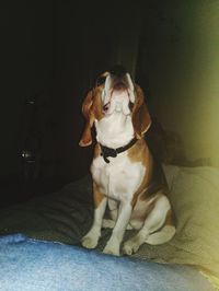 Dog looking away while sitting on sofa at home