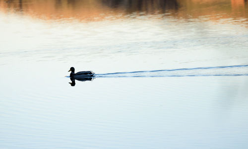 Scenic view of a duck over a lake in autumn.