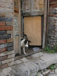 Portrait of dog