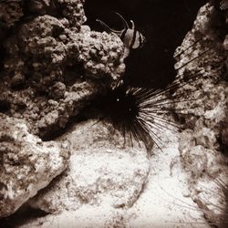 Close-up of lizard on rock